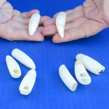Eight Alligator Teeth, 2" to 2-1/2" 