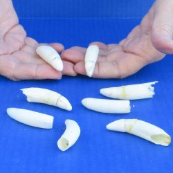 Eight Alligator Teeth, 2" to 2-1/2" 