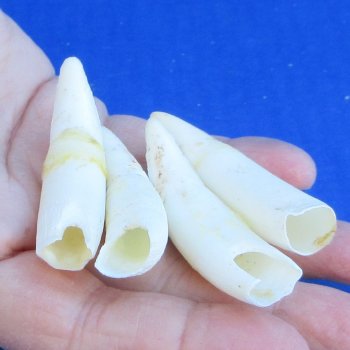 Four Alligator Teeth, 2-1/2" to 2-7/8"