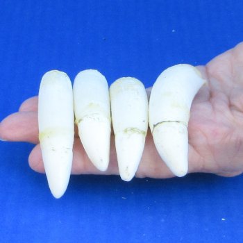 Four Alligator Teeth, 2-1/2" to 2-7/8" 