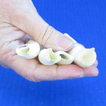 Four Alligator Teeth, 2-1/2" to 2-7/8" 