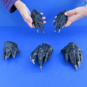 Five Preserved Alligator Feet 5" to 5-7/8"