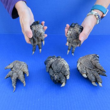 Five Preserved Alligator Feet 5" to 5-7/8"
