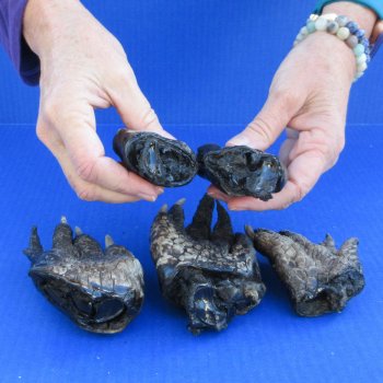 Five Preserved Alligator Feet 5" to 5-7/8"