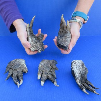 Five Preserved Alligator Feet 5" to 6"