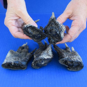 Five Preserved Alligator Feet 5" to 6"