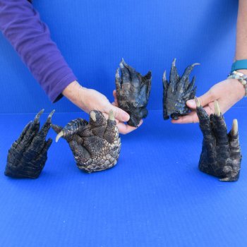 Five Preserved Alligator Feet 5" to 5-1/2"