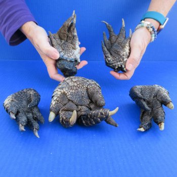 Five Preserved Alligator Feet 5" to 5-1/2"