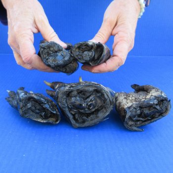 Five Preserved Alligator Feet 5" to 5-1/2"