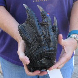 9-3/4 inch Preserved Alligator Foot 