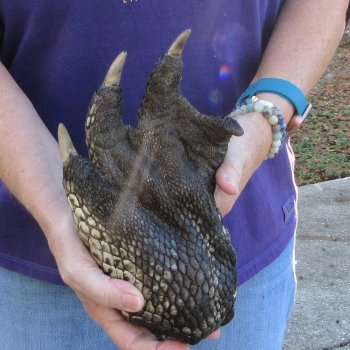 9-3/4 inch Preserved Alligator Foot 