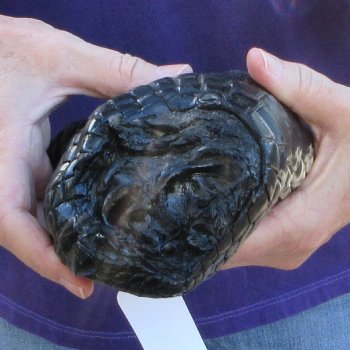 9-3/4 inch Preserved Alligator Foot 