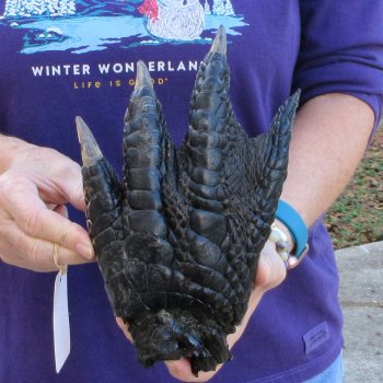 Preserved Alligator Foot 9-1/2 inch