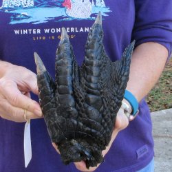 Preserved Alligator Foot 9-1/2 inch