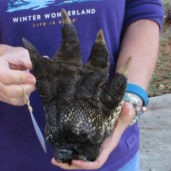 Preserved Alligator Foot 9-1/2 inch