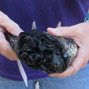 Preserved Alligator Foot 9-1/2 inch