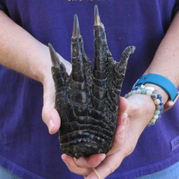 7-5/8 inch Preserved Alligator Foot 