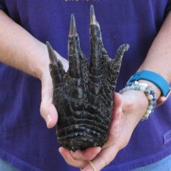 7-5/8 inch Preserved Alligator Foot 