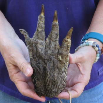 7-5/8 inch Preserved Alligator Foot 