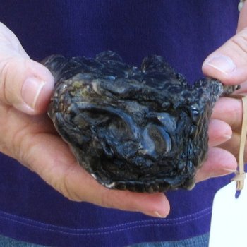 7-5/8 inch Preserved Alligator Foot 