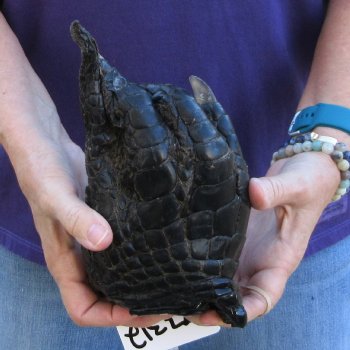 8 inch Preserved Alligator Foot