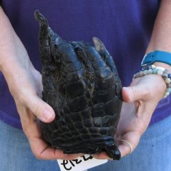 8 inch Preserved Alligator Foot