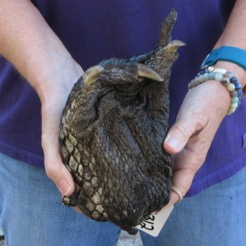 8 inch Preserved Alligator Foot