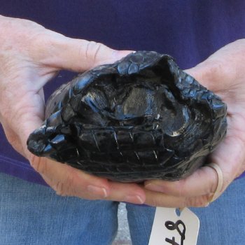 8 inch Preserved Alligator Foot