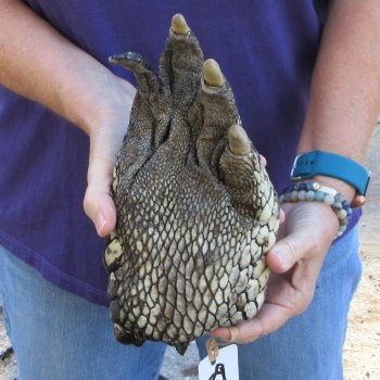 9-3/4 inch Preserved Alligator Foot 