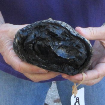 9-3/4 inch Preserved Alligator Foot 