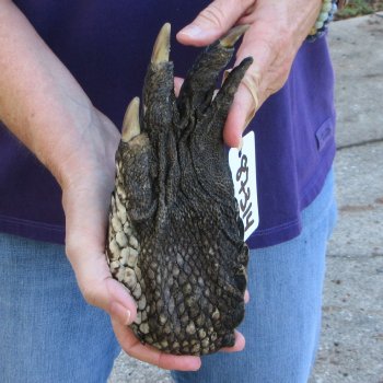 8-3/4 inch Preserved Alligator Foot 