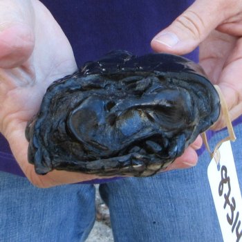 8-3/4 inch Preserved Alligator Foot 