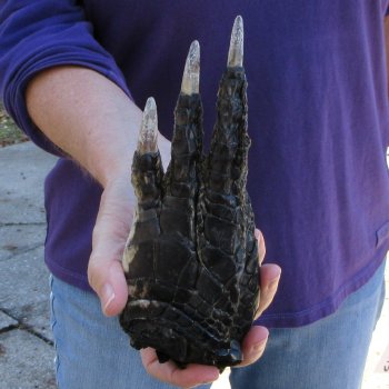 7-3/4 inch Preserved Alligator Foot 