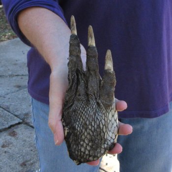 7-3/4 inch Preserved Alligator Foot 
