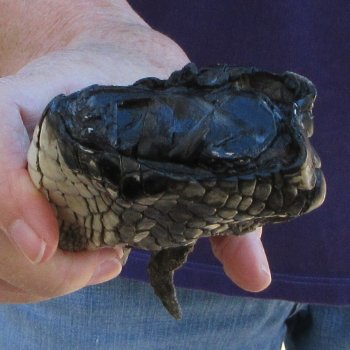 7-3/4 inch Preserved Alligator Foot 