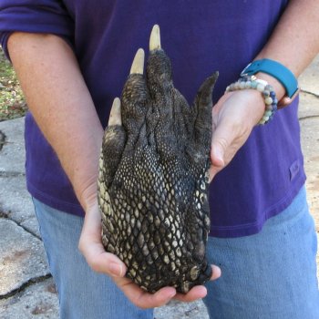 10-1/2 inch Preserved Alligator Foot 