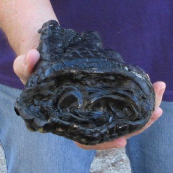 10-1/2 inch Preserved Alligator Foot 