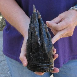 8-1/4 inch Preserved Alligator Foot 