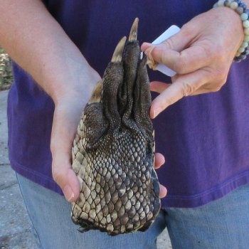8-1/4 inch Preserved Alligator Foot 
