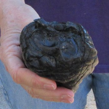 8-1/4 inch Preserved Alligator Foot 