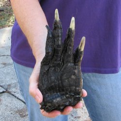 9 inch Preserved Alligator Foot 