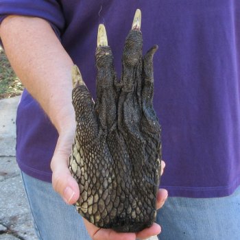 9 inch Preserved Alligator Foot 