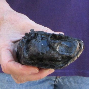 9 inch Preserved Alligator Foot 