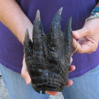 8-3/4 inch Preserved Alligator Foot 