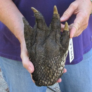 8-3/4 inch Preserved Alligator Foot 
