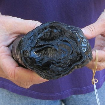 8-3/4 inch Preserved Alligator Foot 