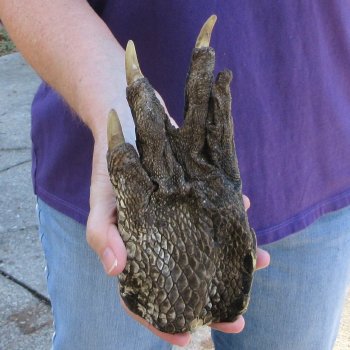 8 inch Preserved Alligator Foot 