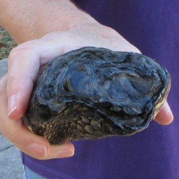 8 inch Preserved Alligator Foot 