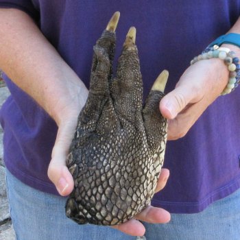 8-3/4 inch Preserved Alligator Foot 