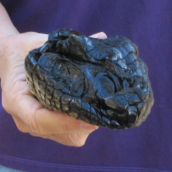 8-3/4 inch Preserved Alligator Foot 